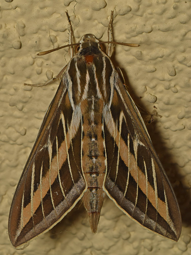 Moth.jpg