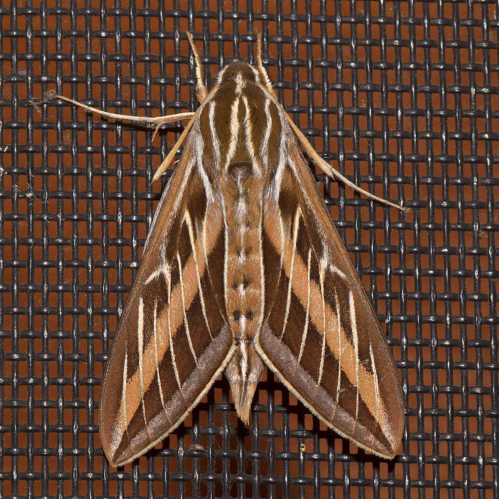 Moth.jpg
