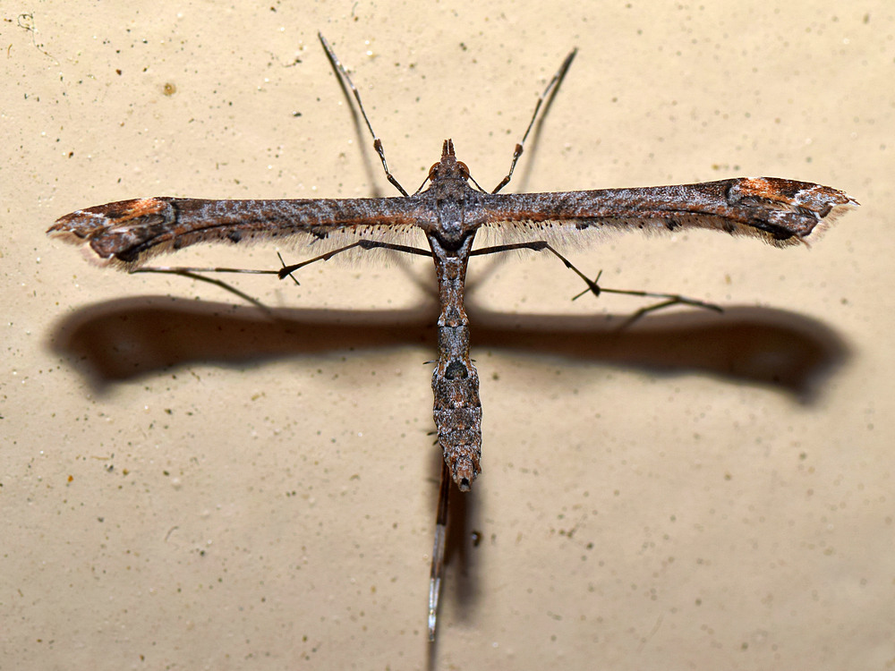 Moth.jpg