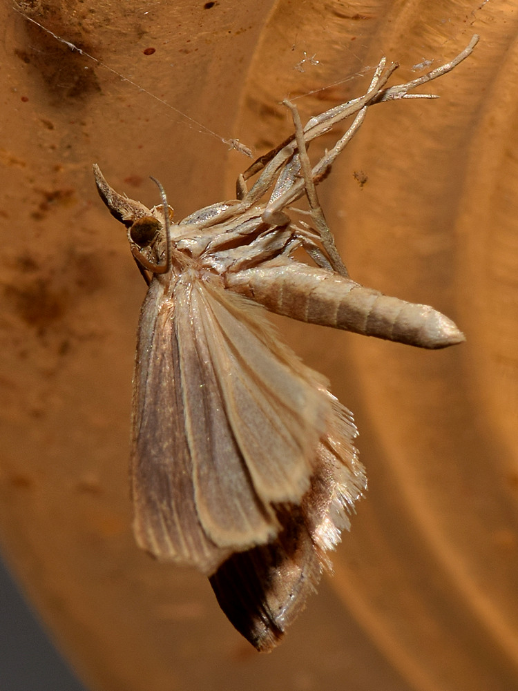 Moth.jpg