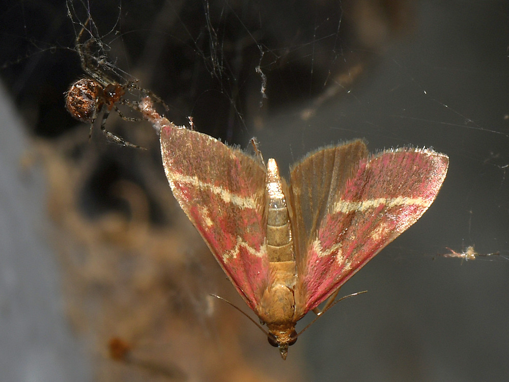 Moth.jpg