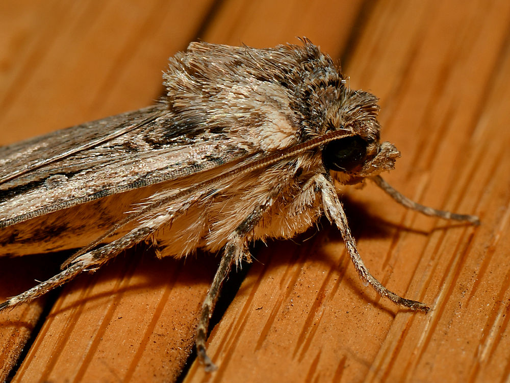 Moth.jpg