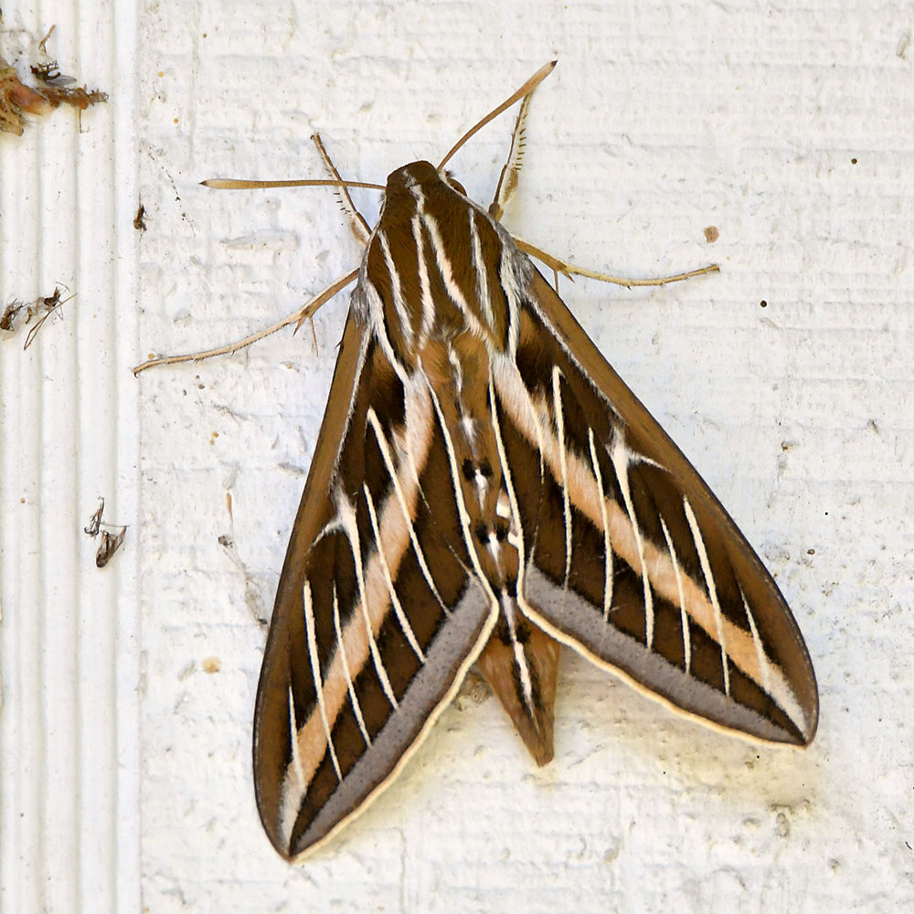 Moth.jpg