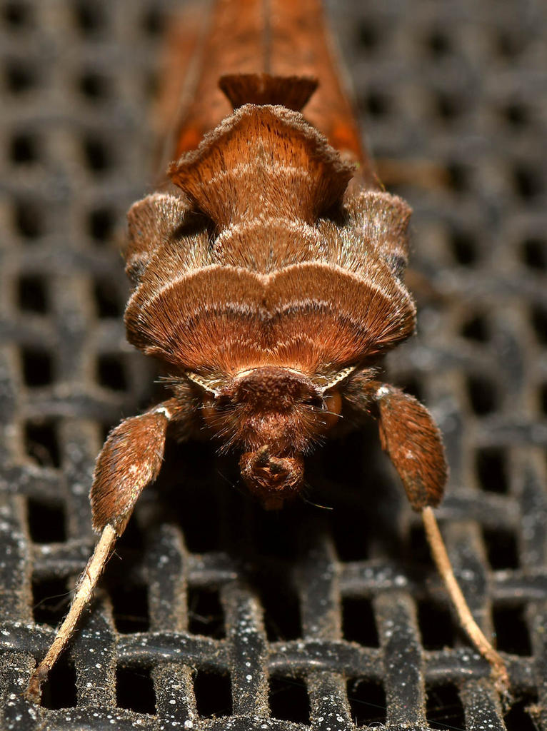 Moth.jpg
