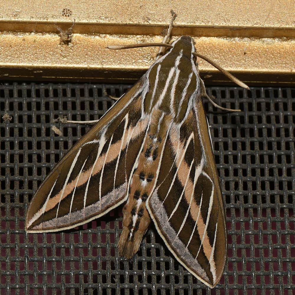 Moth.jpg