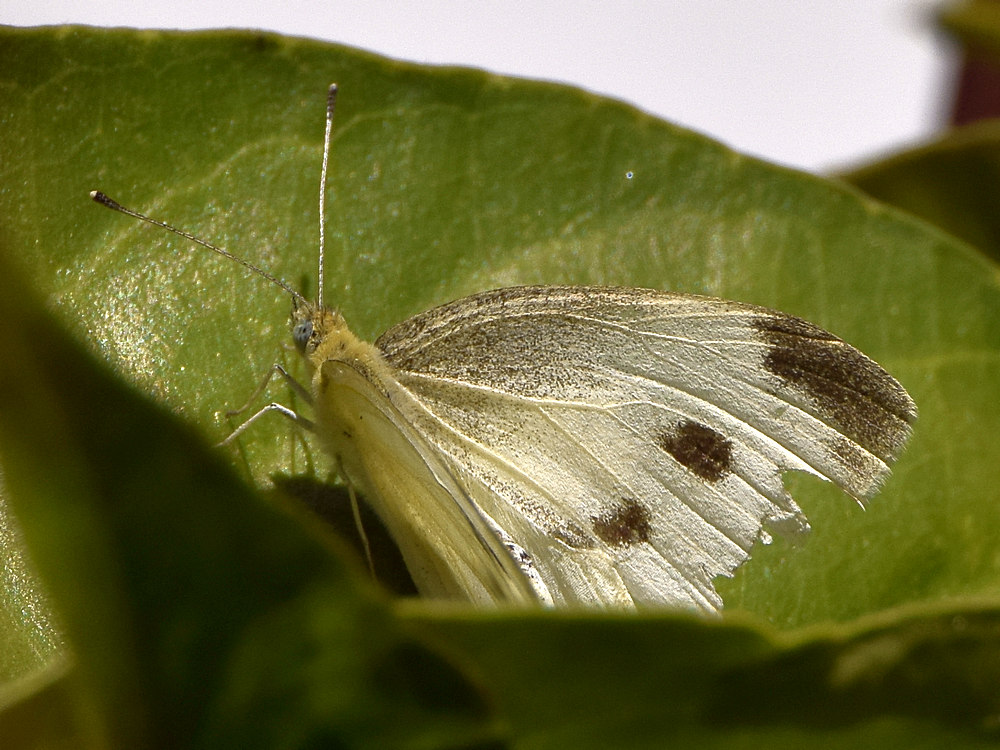 Moth.jpg