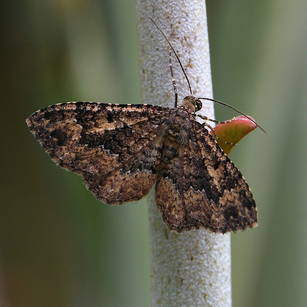 Moth.jpg