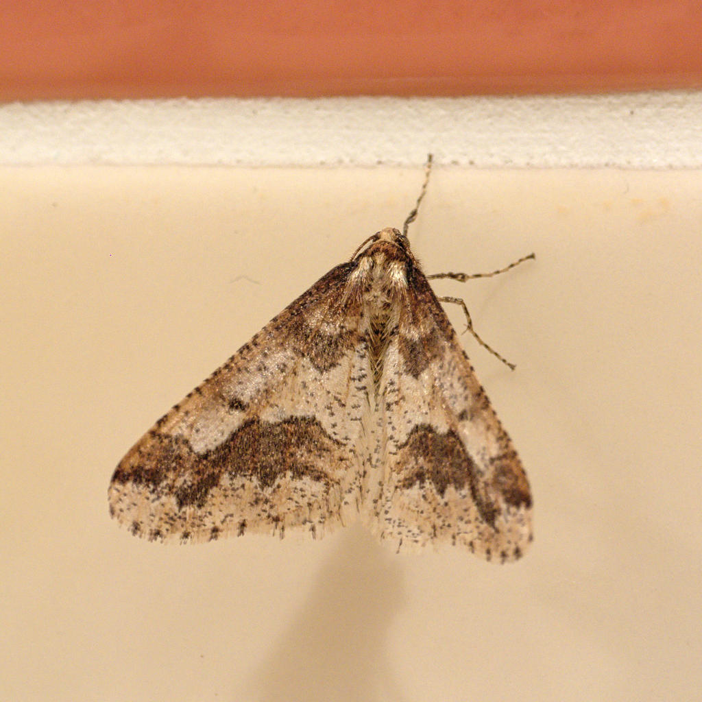 Moth.jpg