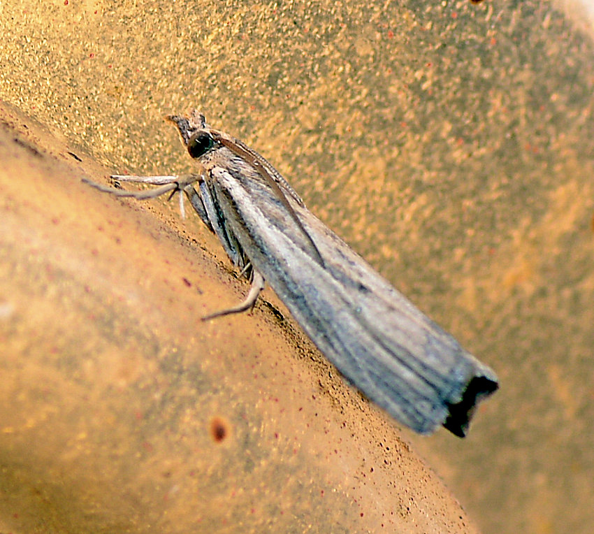 Moth.jpg