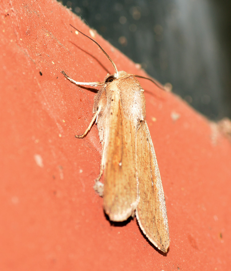 Moth.jpg