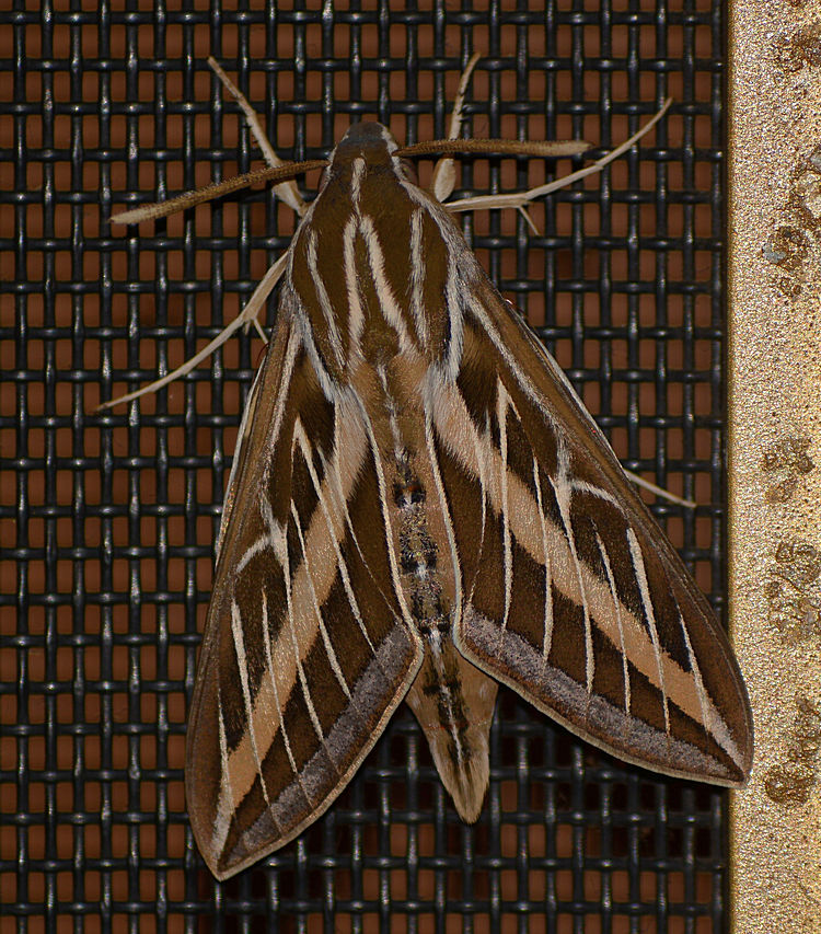 Moth.jpg