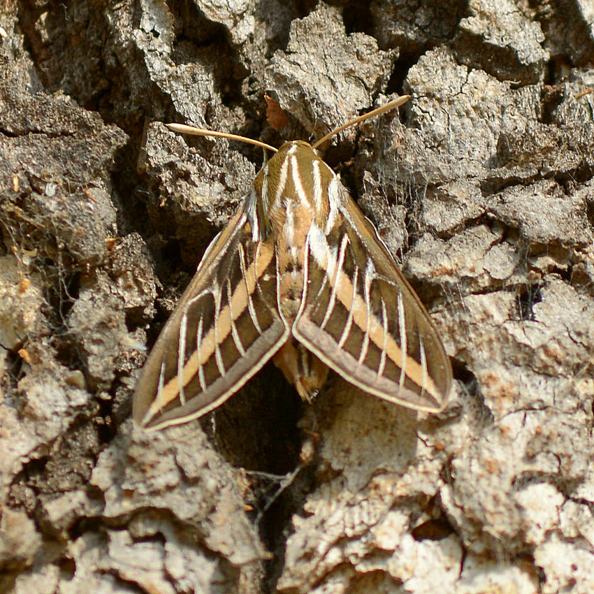 Moth.jpg