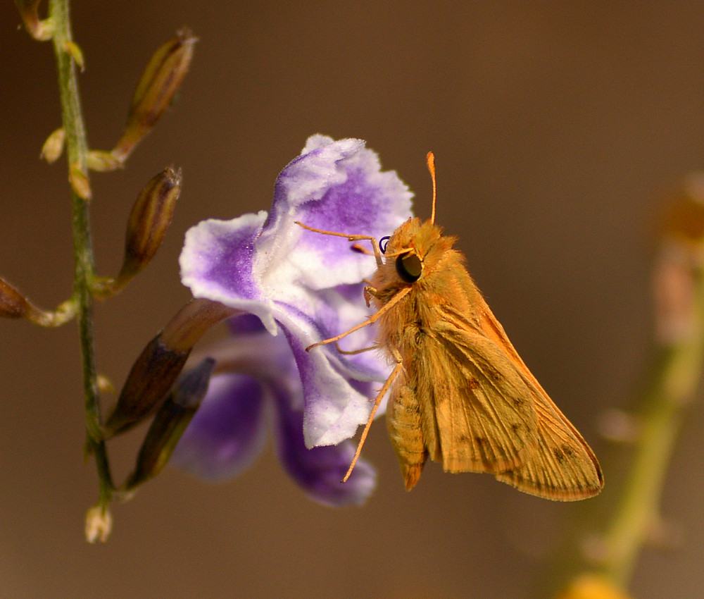 Moth.jpg