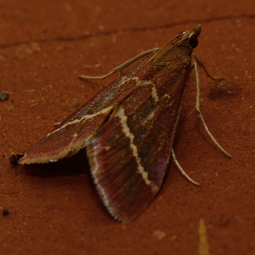 Moth.jpg