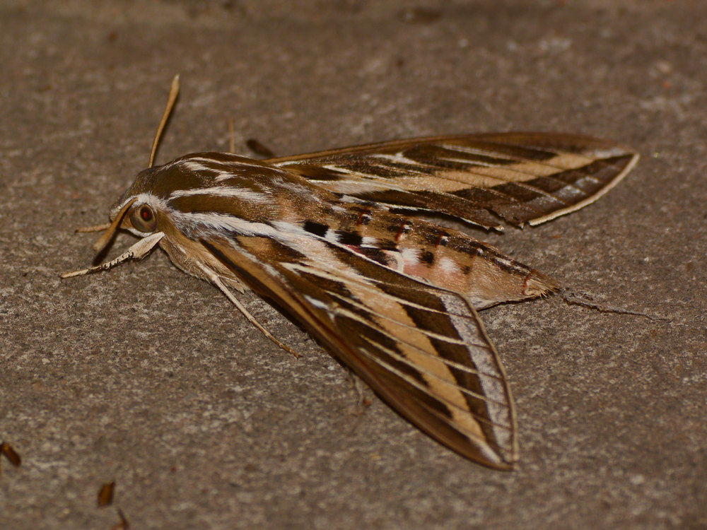 Moth.jpg