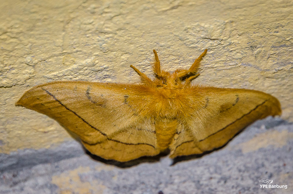 moth1-1.jpg