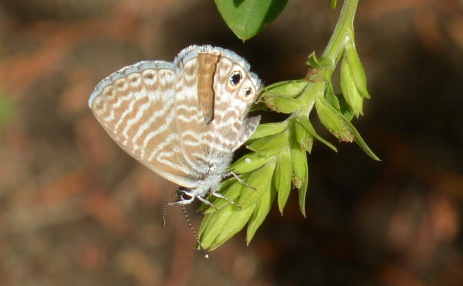 moth1.jpg