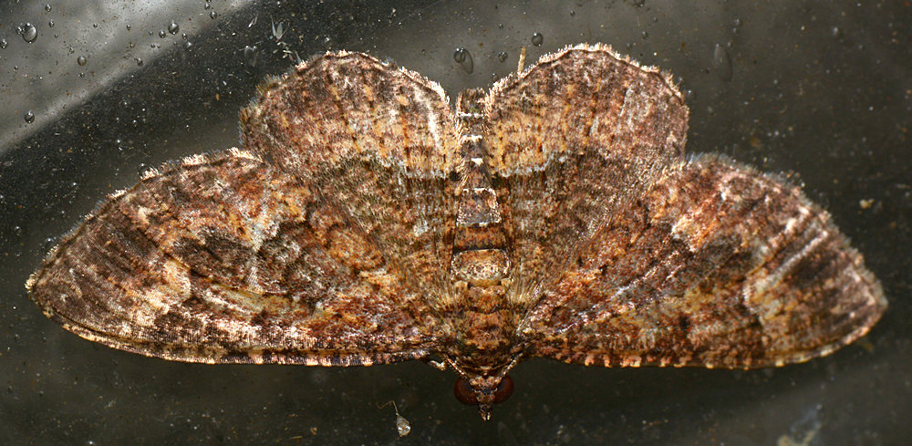 Moth2.jpg