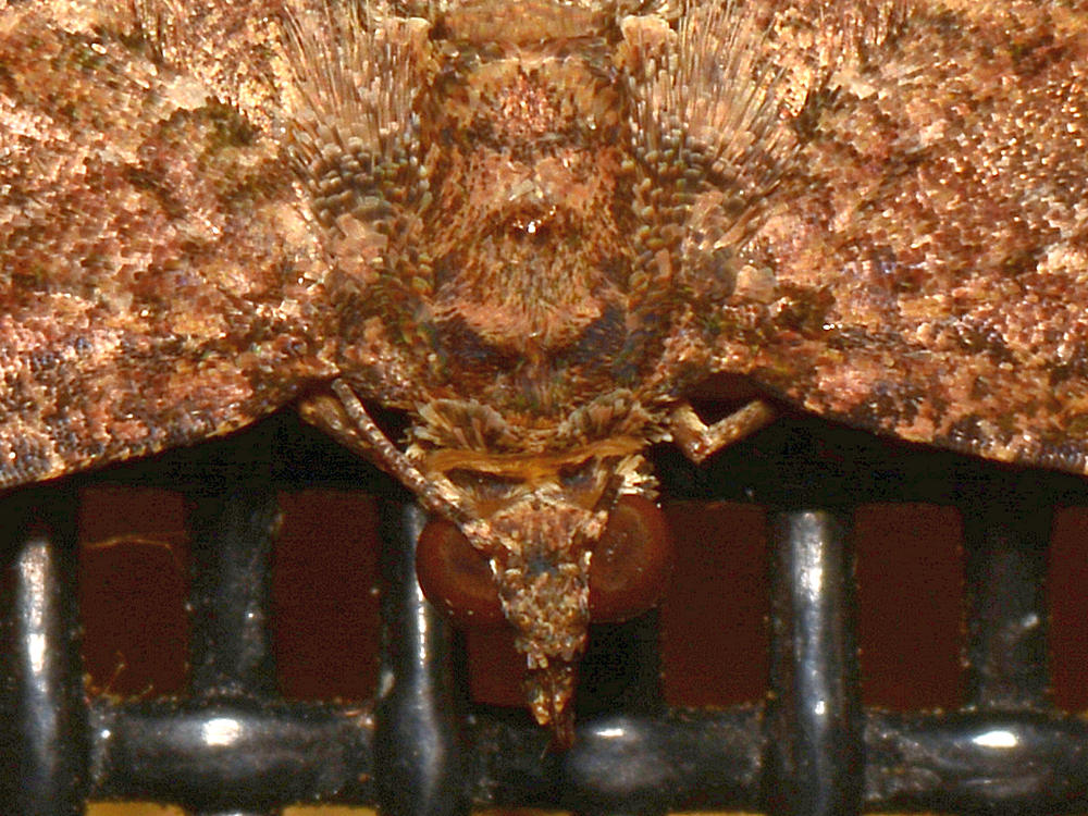 Moth2.jpg