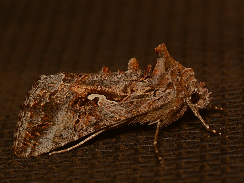 Moth2.jpg