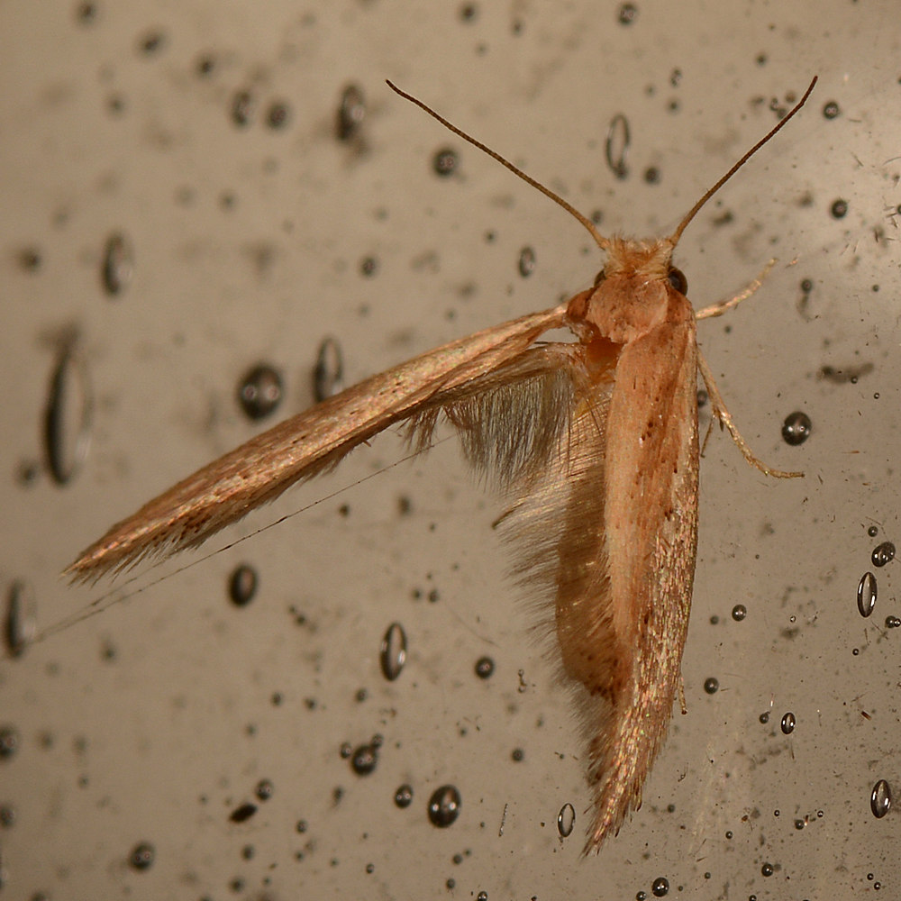 Moth2.jpg
