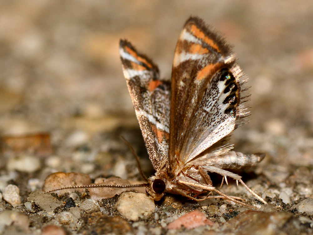 Moth2.jpg