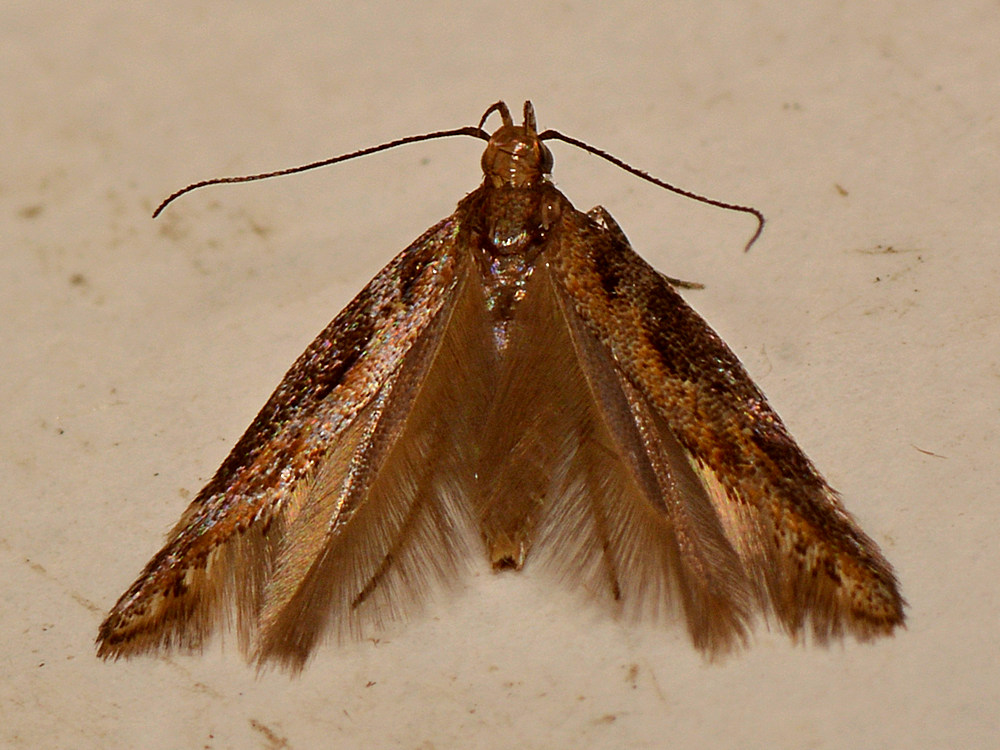Moth2.jpg