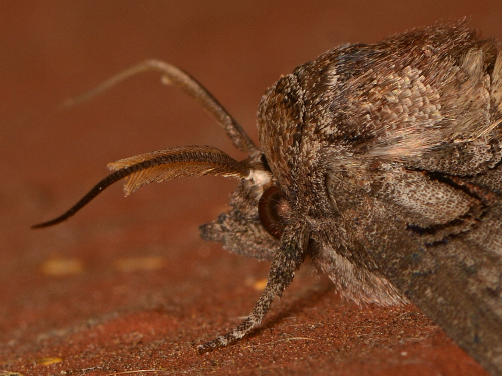Moth2.jpg