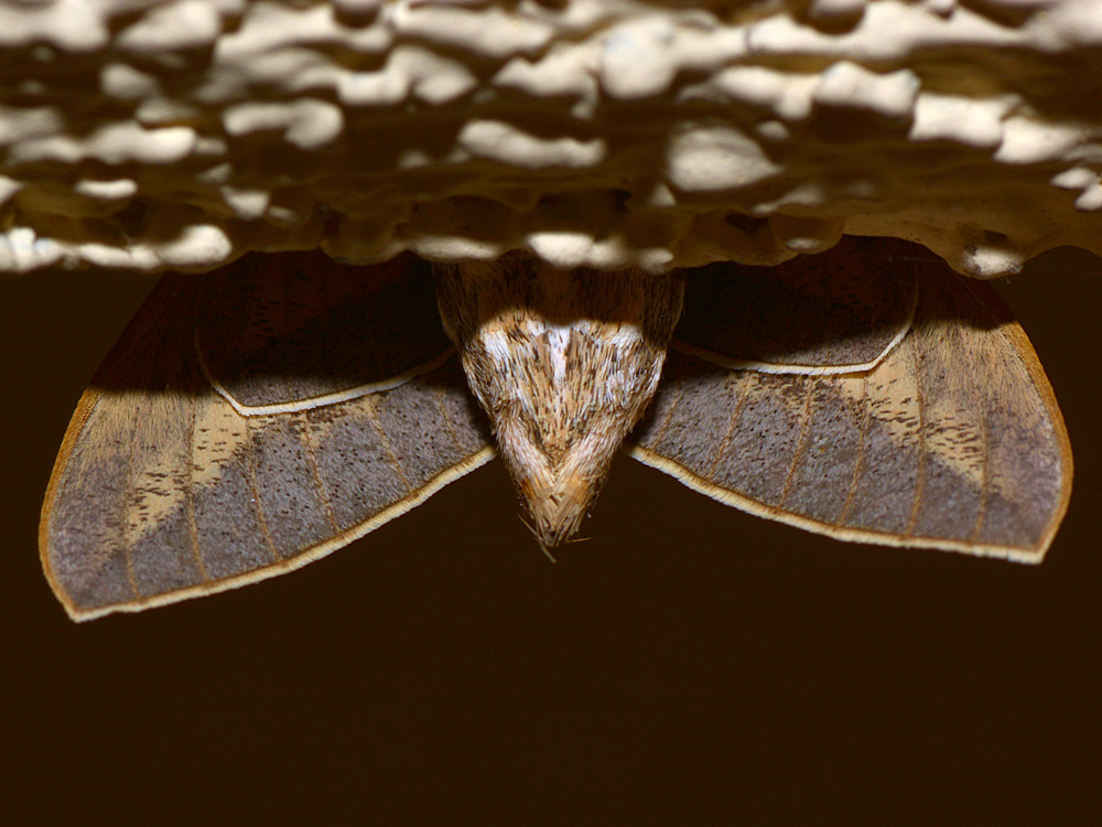 Moth2.jpg