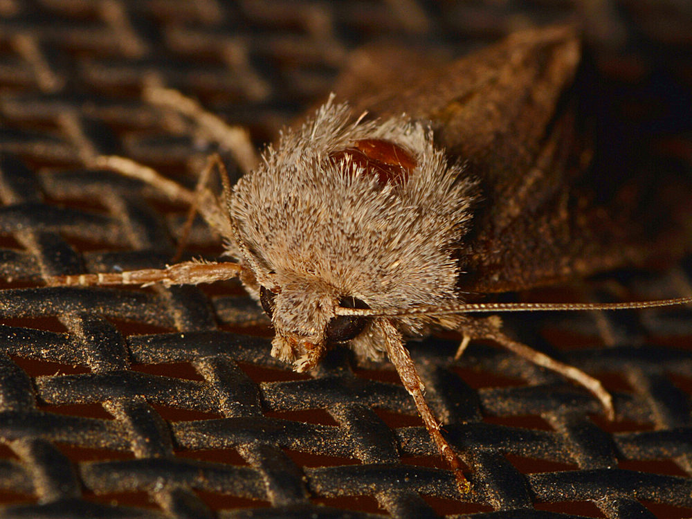 Moth2.jpg