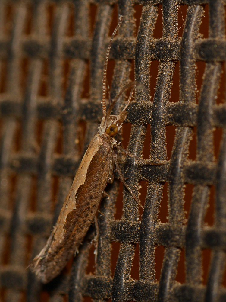 Moth2.jpg