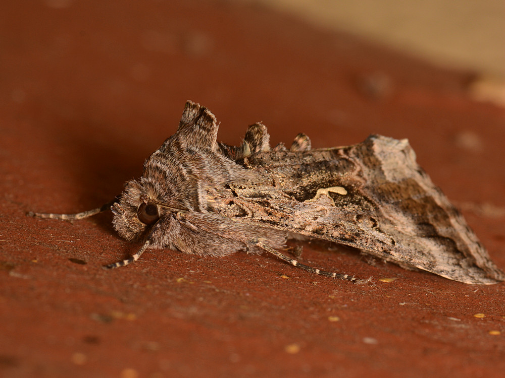 Moth2.jpg