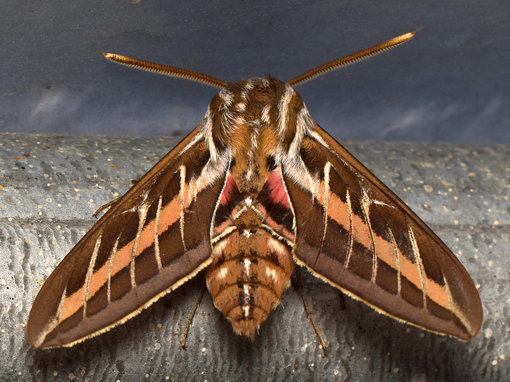 Moth2.jpg