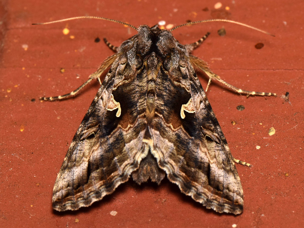Moth2.jpg