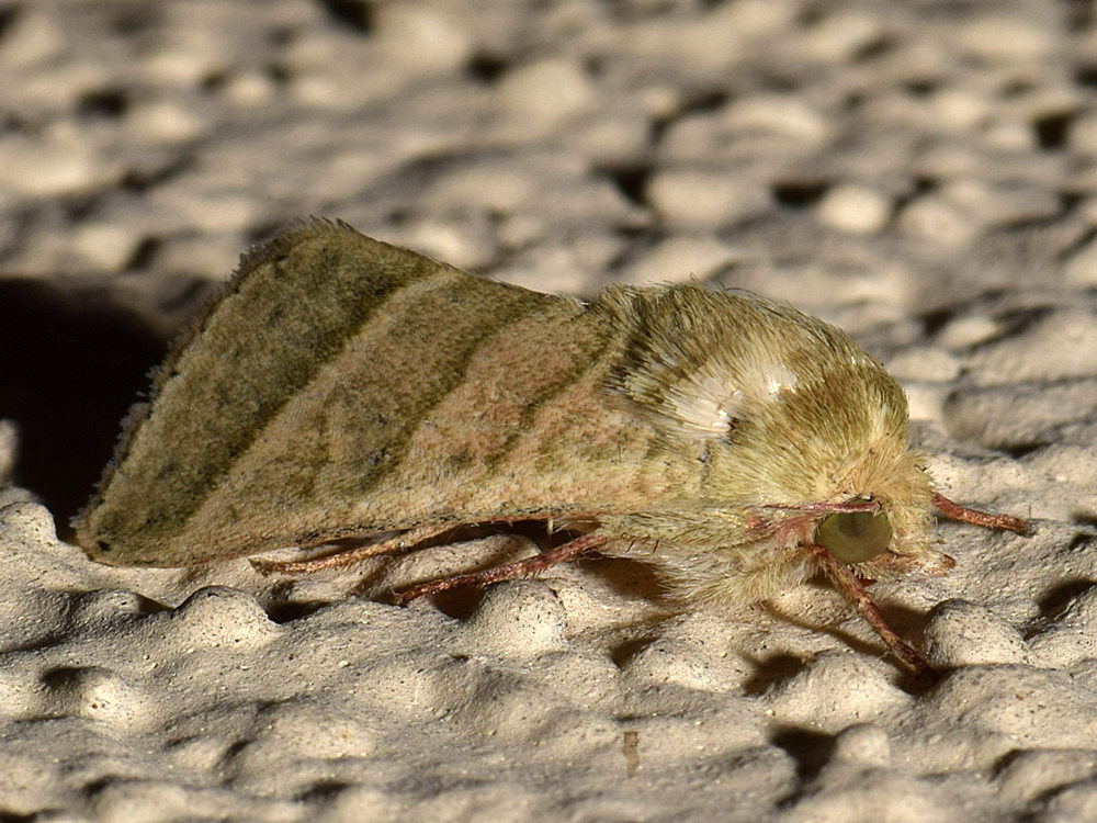 Moth2.jpg