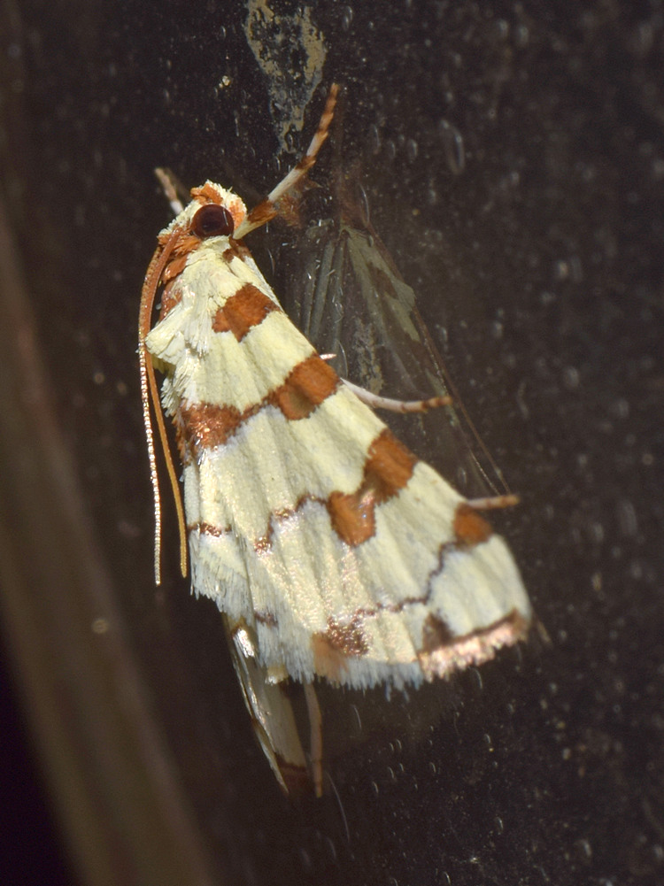 Moth2.jpg