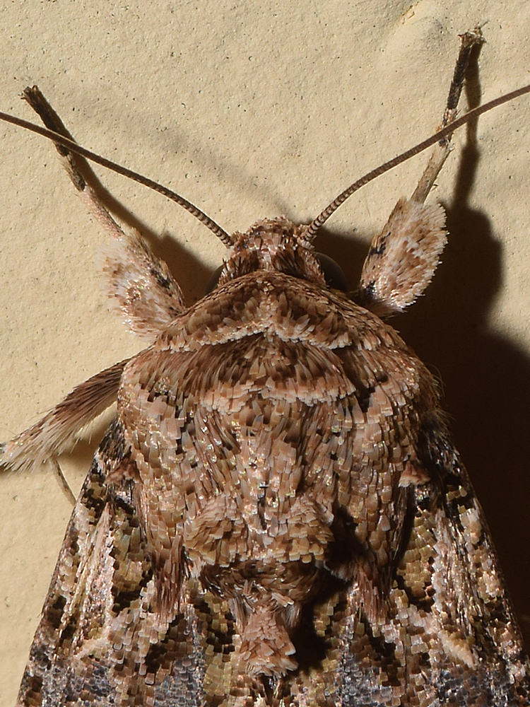Moth2.jpg