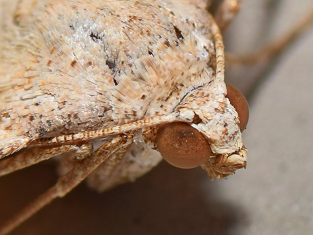 Moth2.jpg