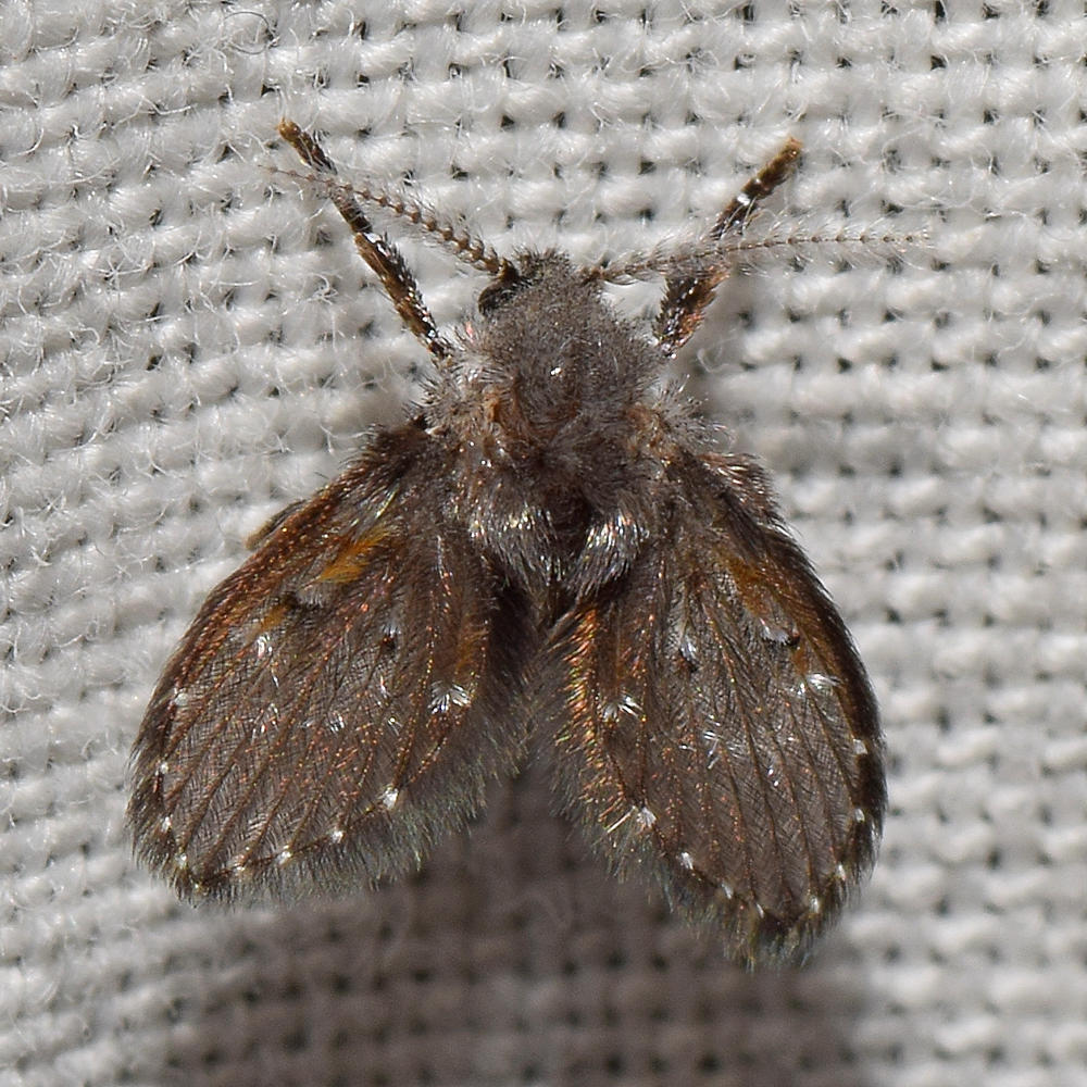 Moth2.jpg