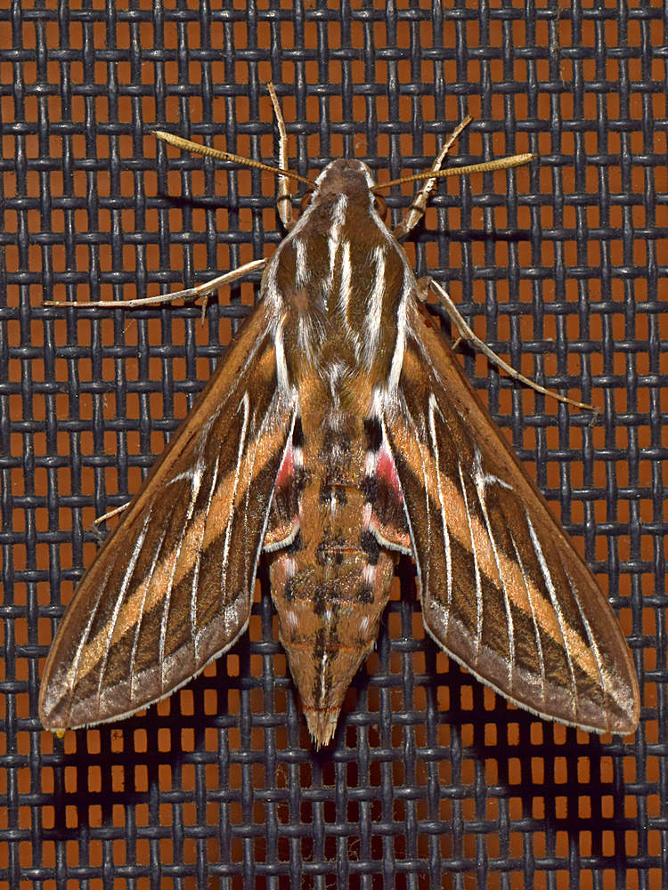 Moth2.jpg