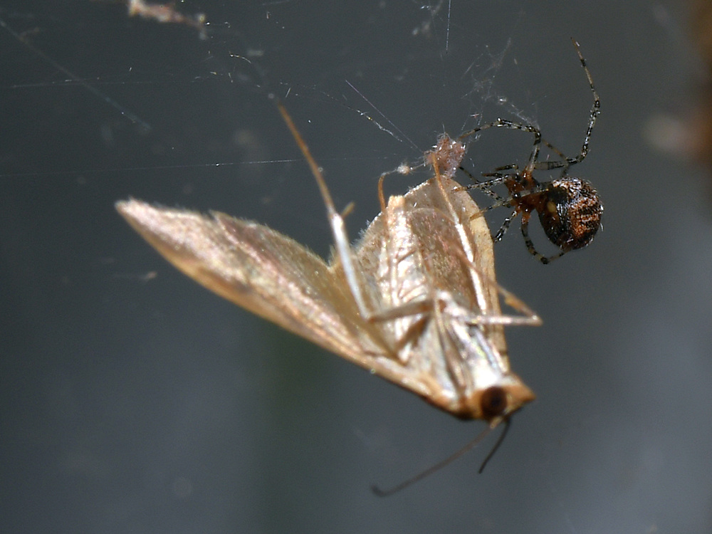 Moth2.jpg