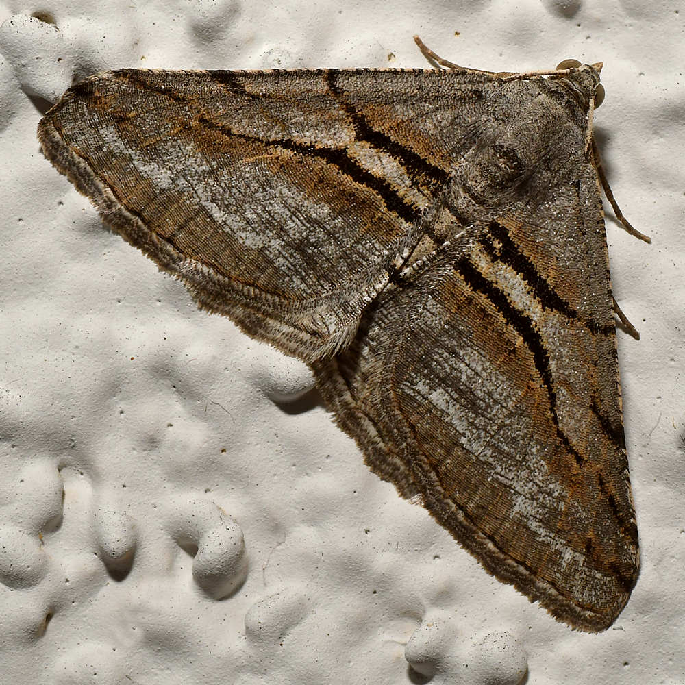 Moth2.jpg