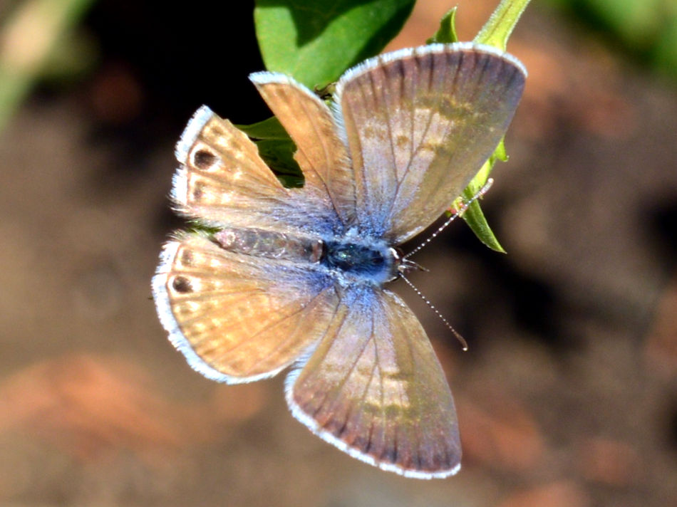 moth2.jpg
