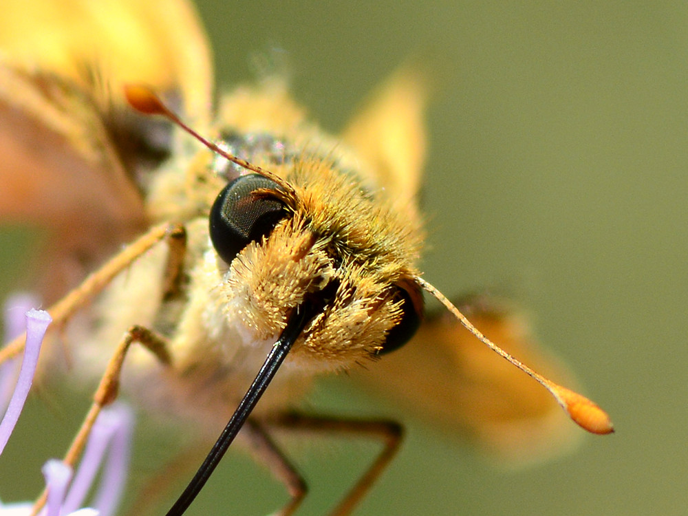 Moth2.jpg