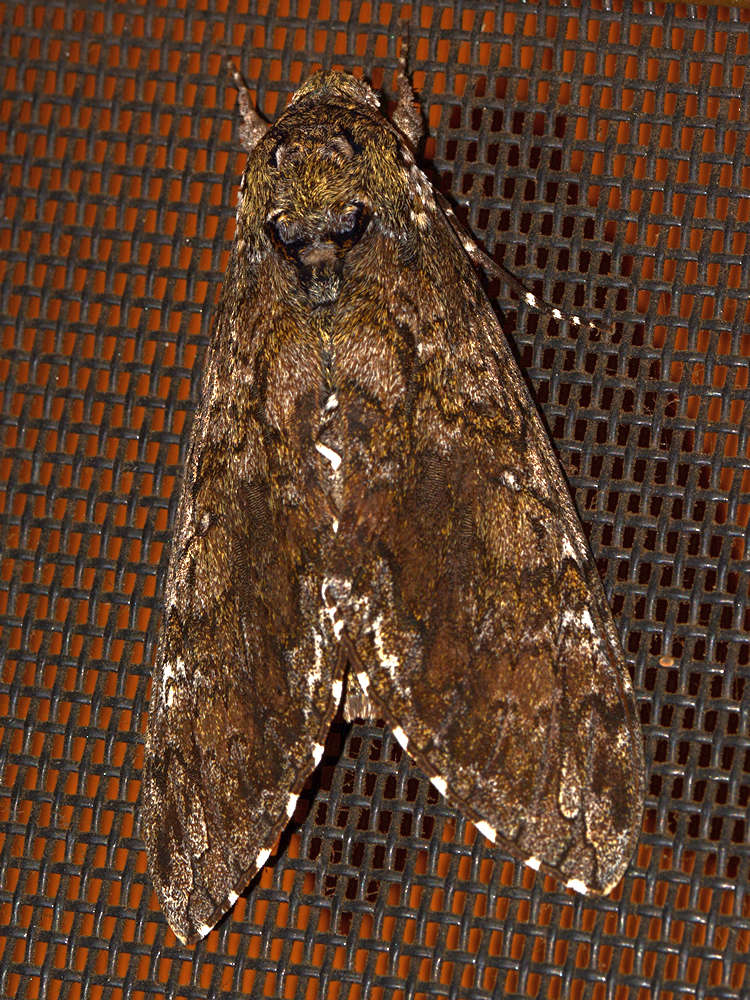 Moth3.jpg