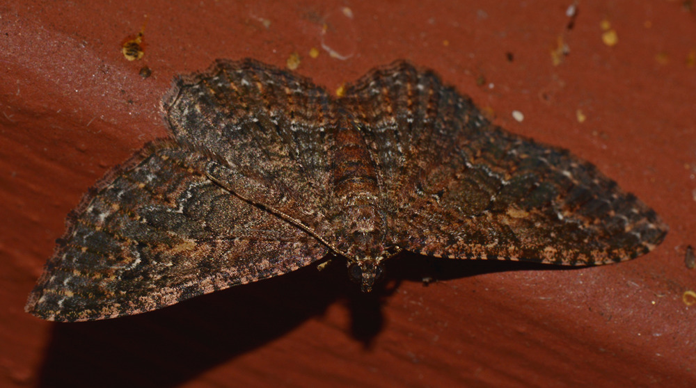 Moth3.jpg