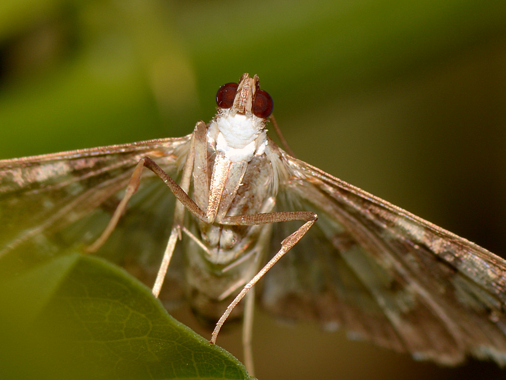 Moth3.jpg