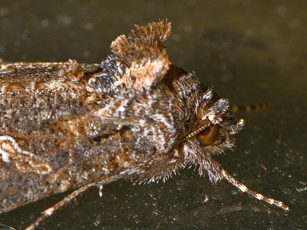 Moth3.jpg