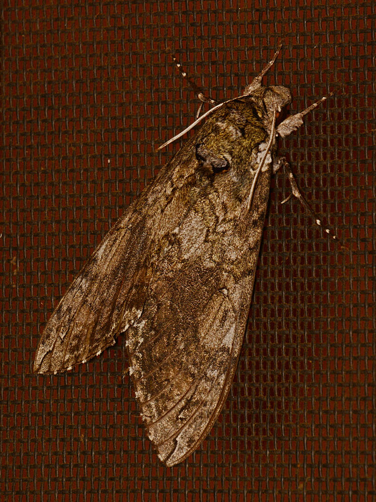 Moth3.jpg