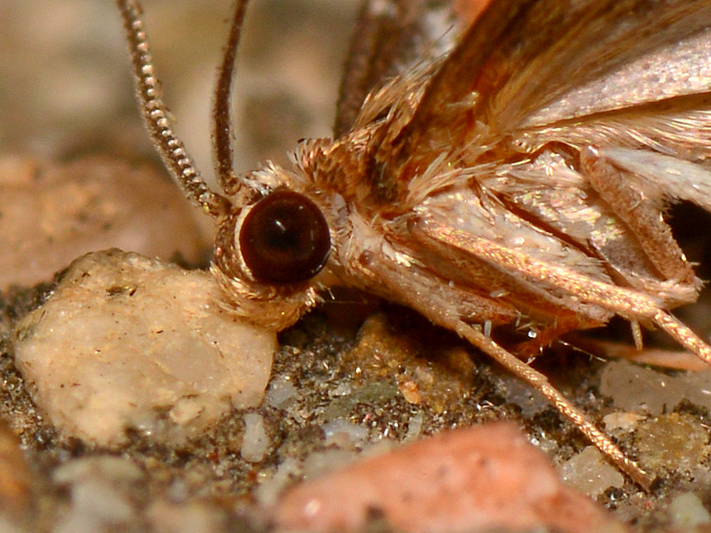 Moth3.jpg